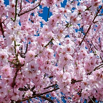 Blossom at Kew Gardens
