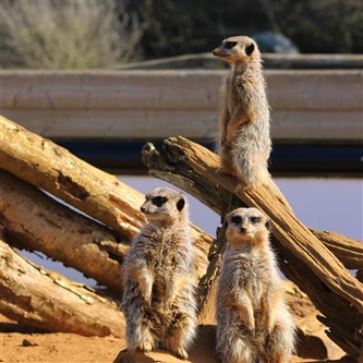 Meerkats at Jimmy's Farm & Wildlife Park